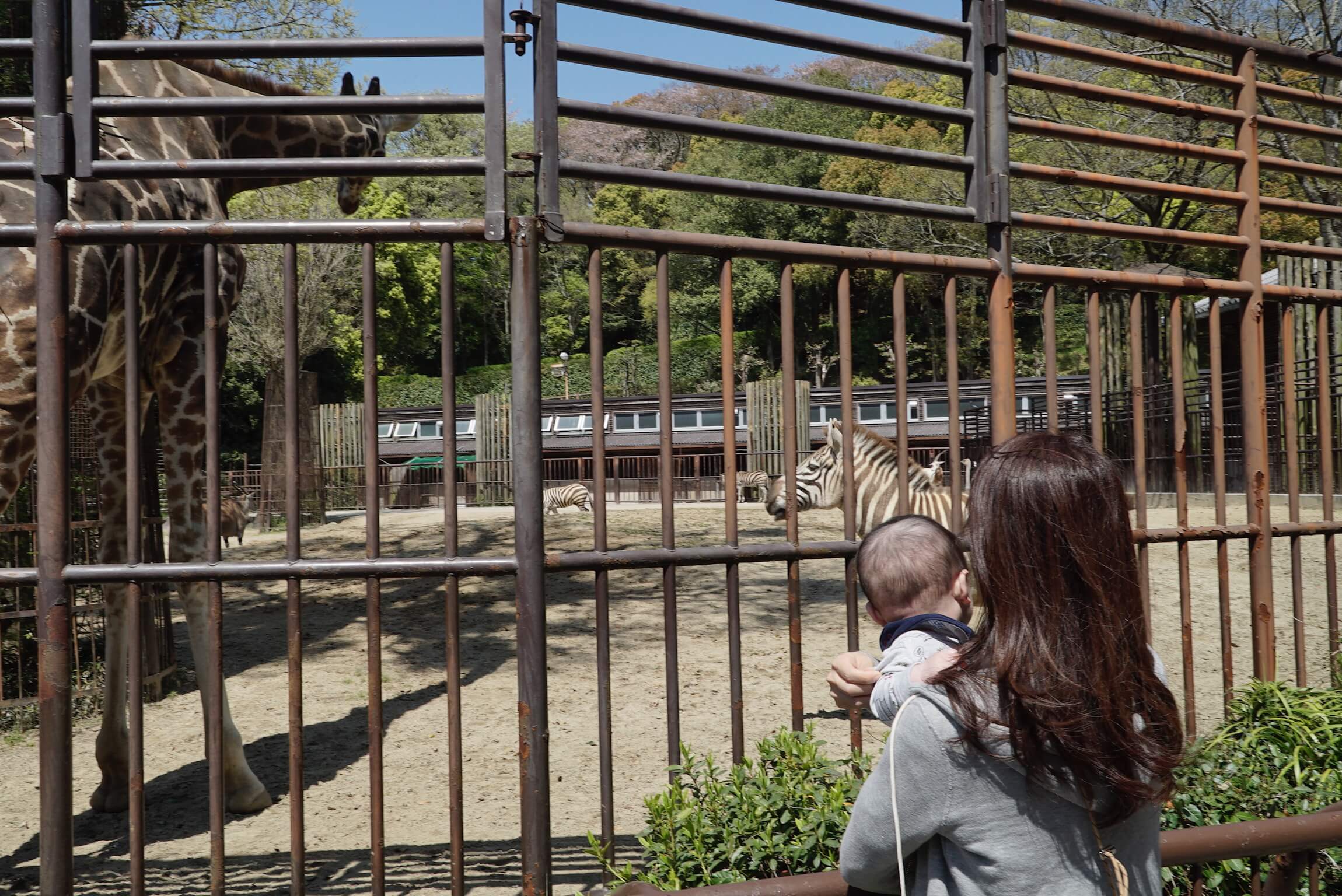 とべ動物園のきりんとしまうま
