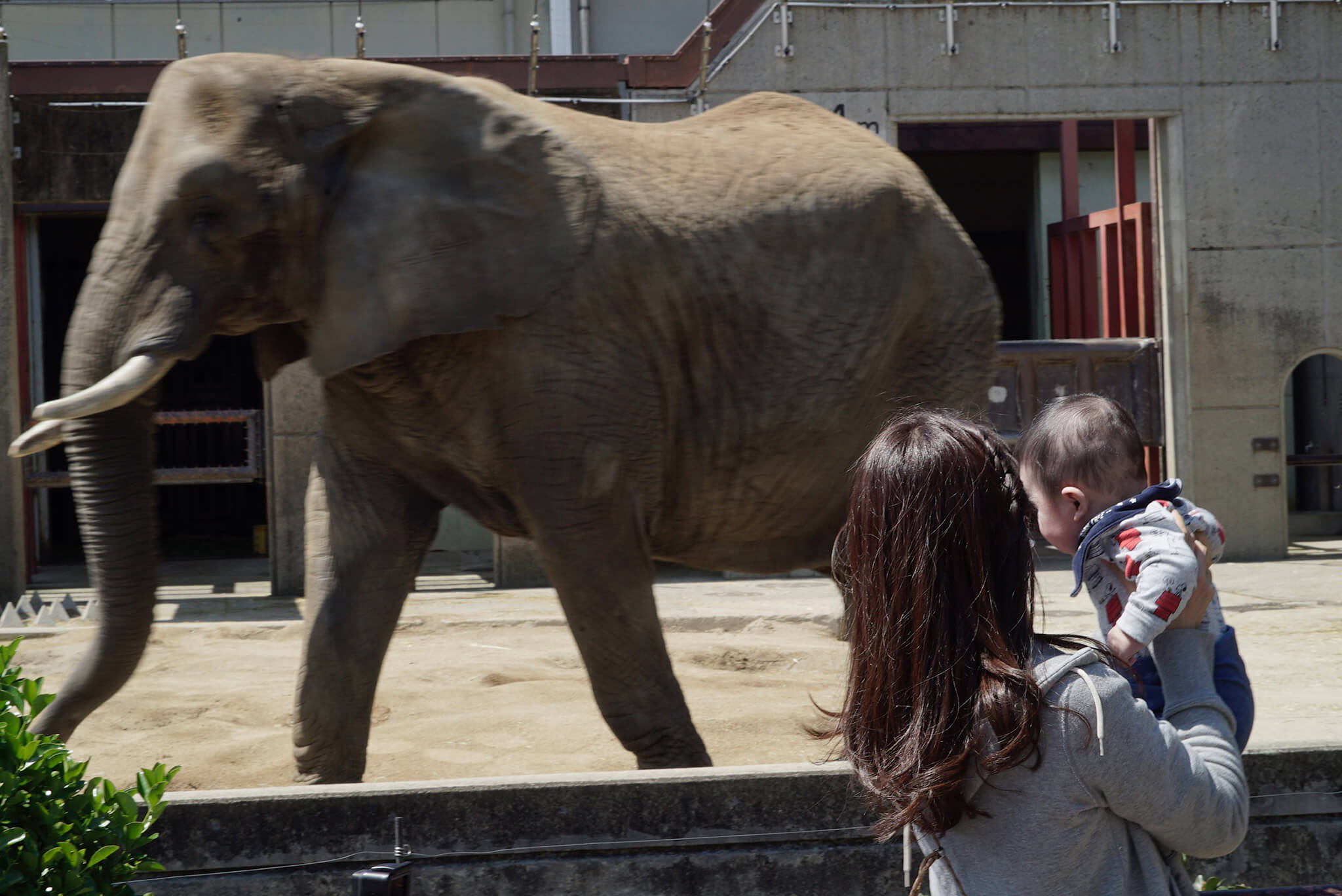 とべ動物園の象